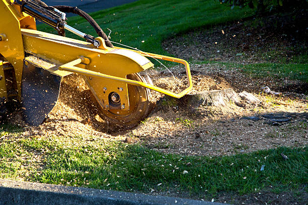 Professional Tree Removal in Brush Prairie, WA