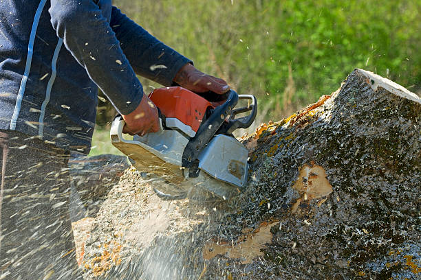 How Our Tree Care Process Works  in  Brush Prairie, WA